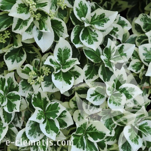 Euonymus fortunei Silver Queen.jpg