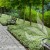 Euonymus fortunei Silver Queen 1.jpg