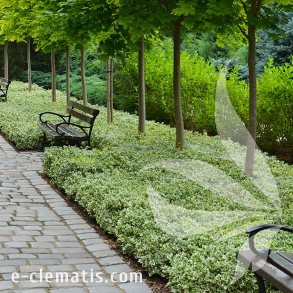 Euonymus fortunei Silver Queen 1.jpg