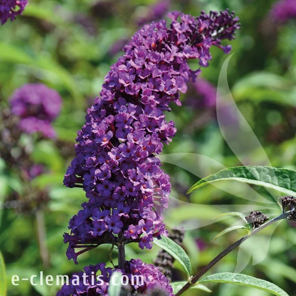 Buddleja Royal Red 1.webp