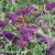 Buddleja Royal Red 2.webp