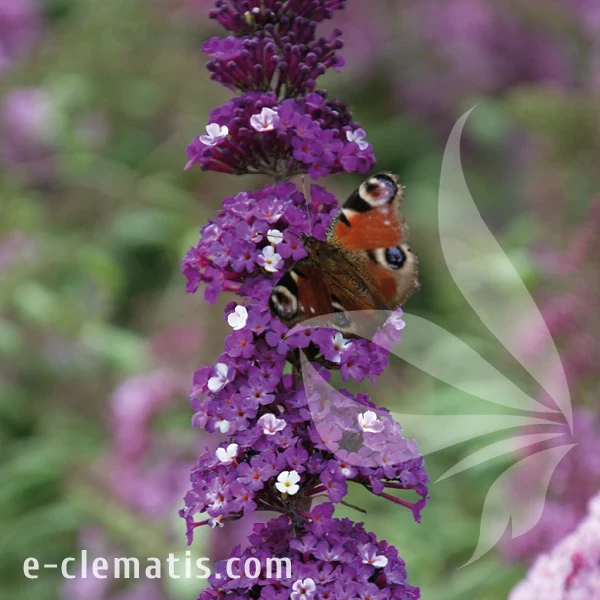 Buddleja BERRIES CREAM 1.webp