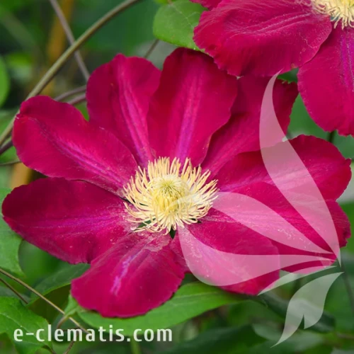 Clematis Hoshi no Flamenco.webp