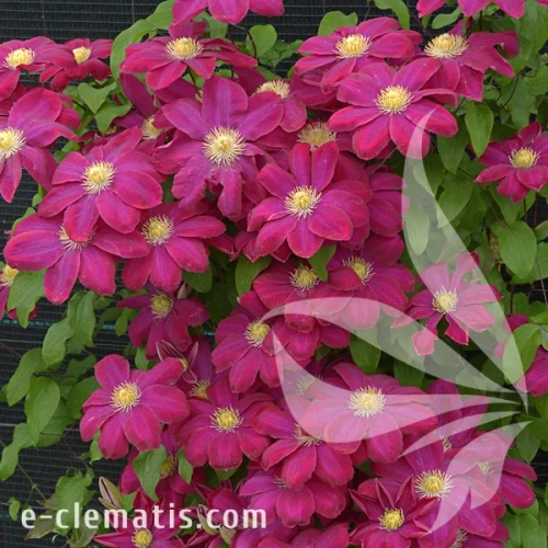 Clematis Hoshi no Flamenco 1.webp