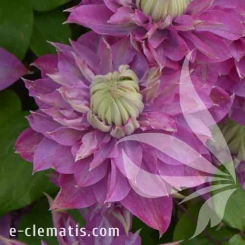 Clematis Kaiser.webp