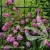 Clematis Kaiser 1.webp