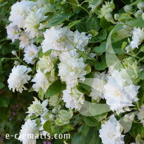 Clematis Maria Skłodowska Curie 1.webp