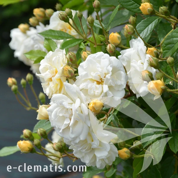 Rosa Ghislaine de Feligonde.webp