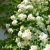 Rosa Ghislaine de Feligonde 1.webp