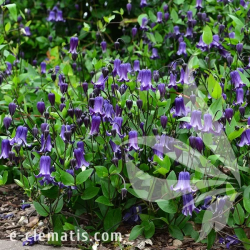 Clematis Rooguchi 1.webp