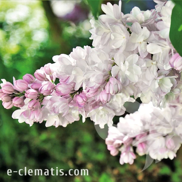 Syringa Krasavitsa Moskvy.webp