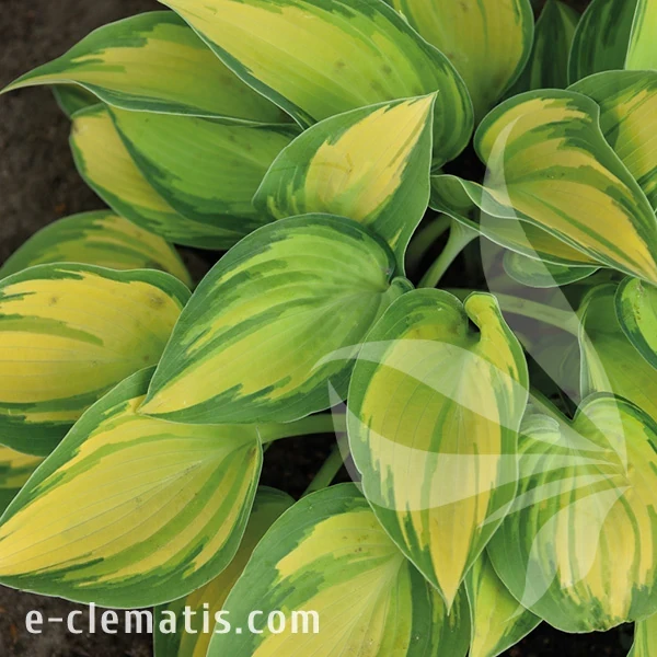Hosta June.webp