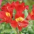 Alstroemeris_SUMMER_PEPPER_Tessumpep.webp