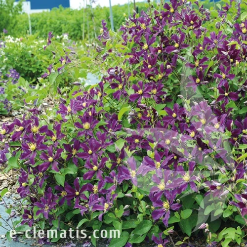 Clematis Once More 1.webp