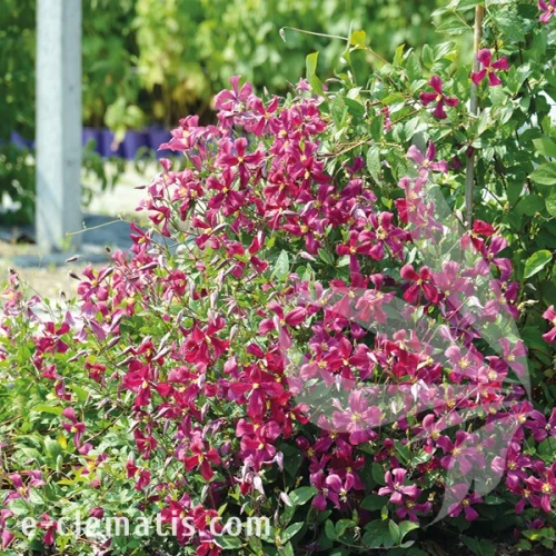 Clematis Strawberry Fields 1.webp