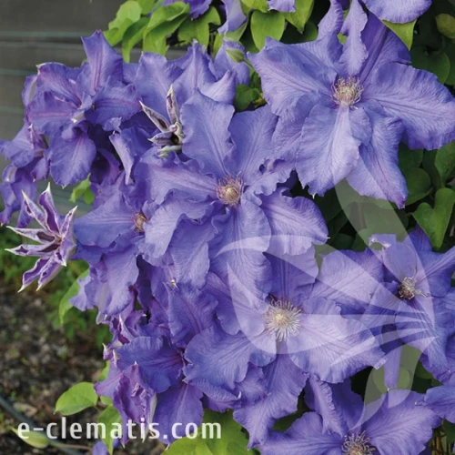 Clematis Baltic Waves 1.webp