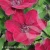 Clematis Zosia.webp