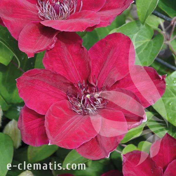 Clematis Zosia.webp