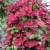 Clematis Zosia 1.webp