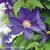 Clematis Neonka.webp