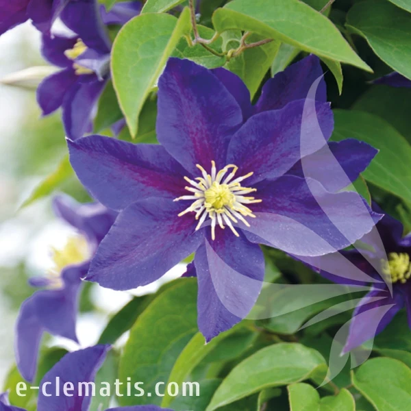 Clematis Neonka.webp