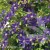 Clematis Neonka 1.webp