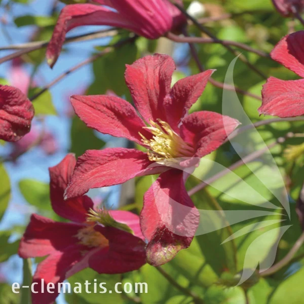Clematis Scarlet Windmill.webp