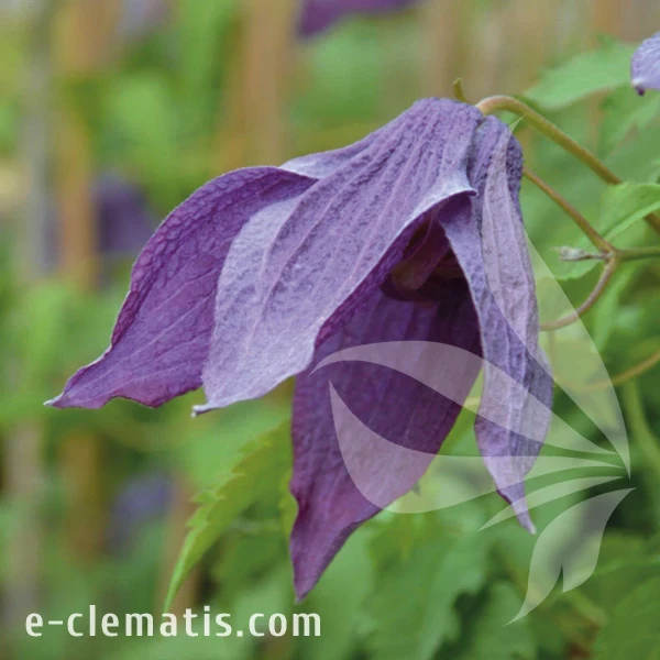 Clematis Orion.webp