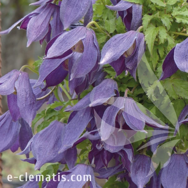 Clematis Orion 1.webp