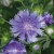 Stokesia leavis Mel's Blue.webp