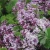 Syringa mejeri Palibin.webp