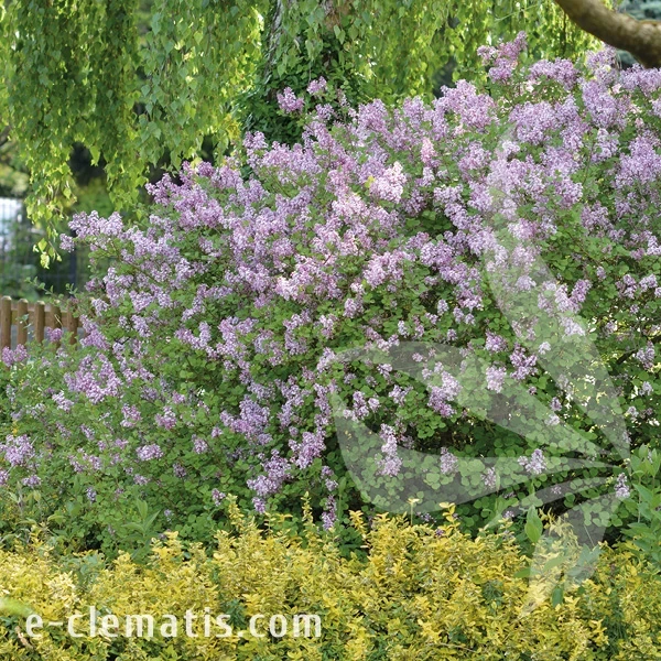 Syringa mejeri Palibin 1.webp