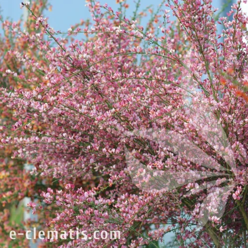 Cytisus Hollandia 2.webp