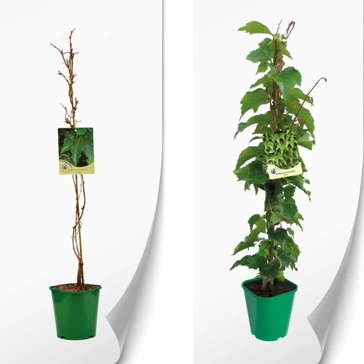 Parthenocissus tricuspidata produkt.webp