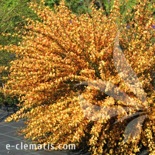 Cytisus Apricot Gem 2.webp
