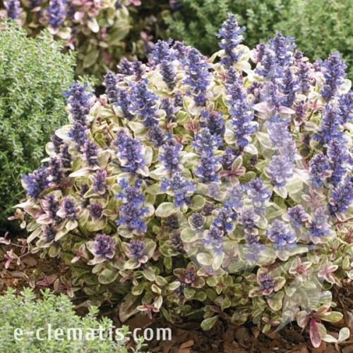 Ajuga PRINCESS NADIA Piotrek01.webp