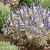 Ajuga PRINCESS NADIA Piotrek01.webp