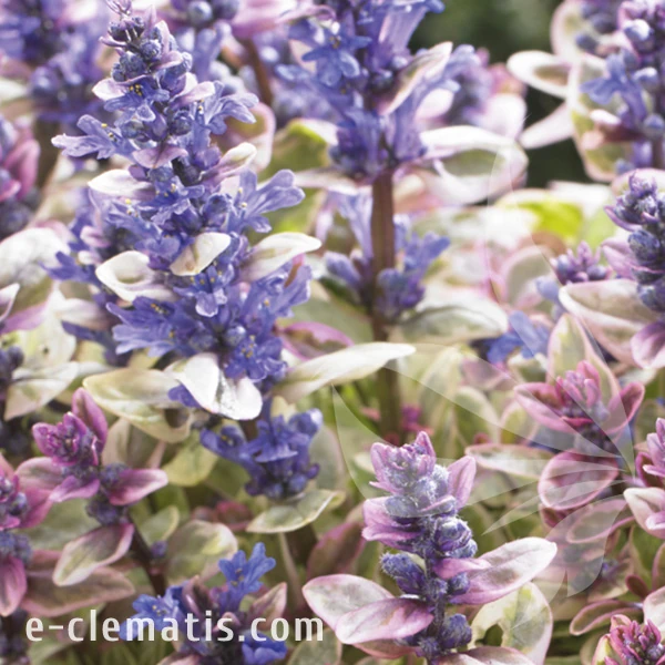 Ajuga PRINCESS NADIA Piotrek01 2.webp