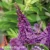 Buddleja Butterfly Candy Little Purple.webp
