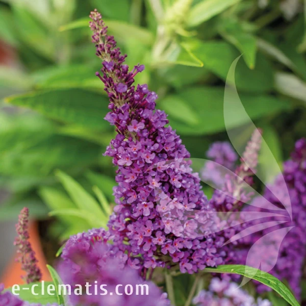 Buddleja Butterfly Candy Little Purple.webp