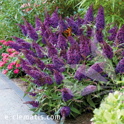Buddleja Butterfly Candy Little Purple1.webp