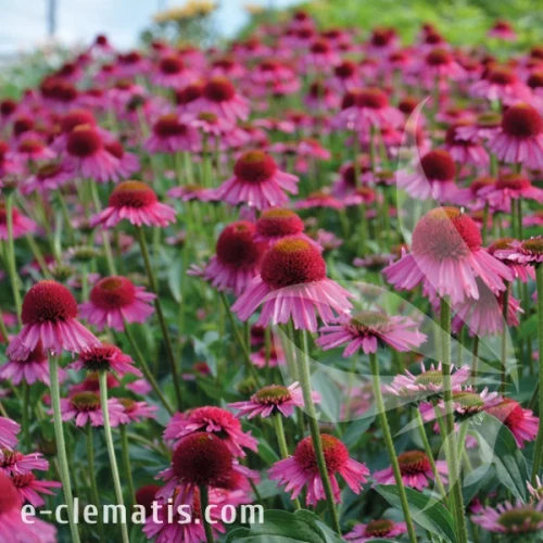 Echinacea Delicious Candy2.webp