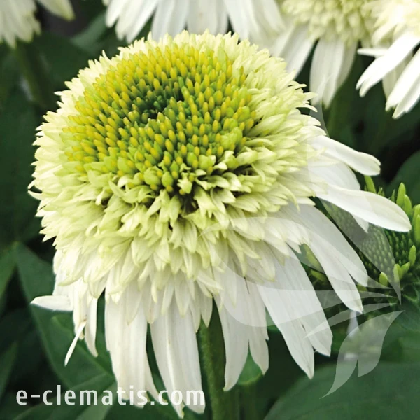 Echinacea Delicious Nougat.webp