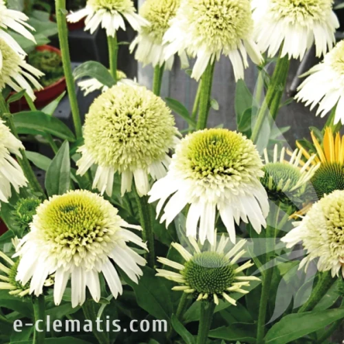 Echinacea Delicious Nougat1.webp