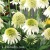 Echinacea Delicious Nougat1.webp