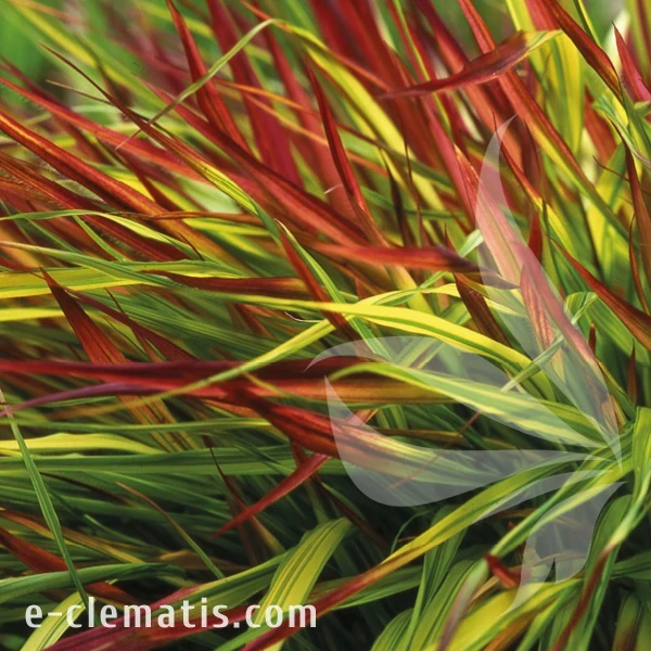 Hakonechloa macra Mulled Wine.webp