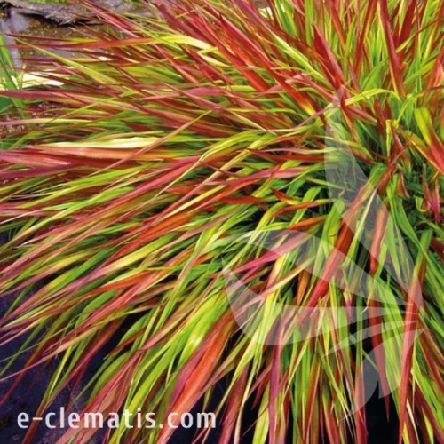 Hakonechloa macra Mulled Wine1.webp