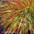 Hakonechloa macra Mulled Wine1.webp