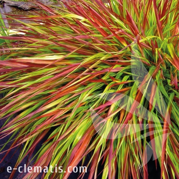 Hakonechloa macra Mulled Wine1.webp