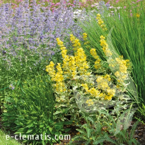 Lysimachia punctata Alexander 1.webp